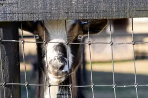 petting zoo party. goats perez collective events dacula