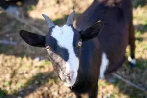 Erik bello photography. baby shower review. petting zoo