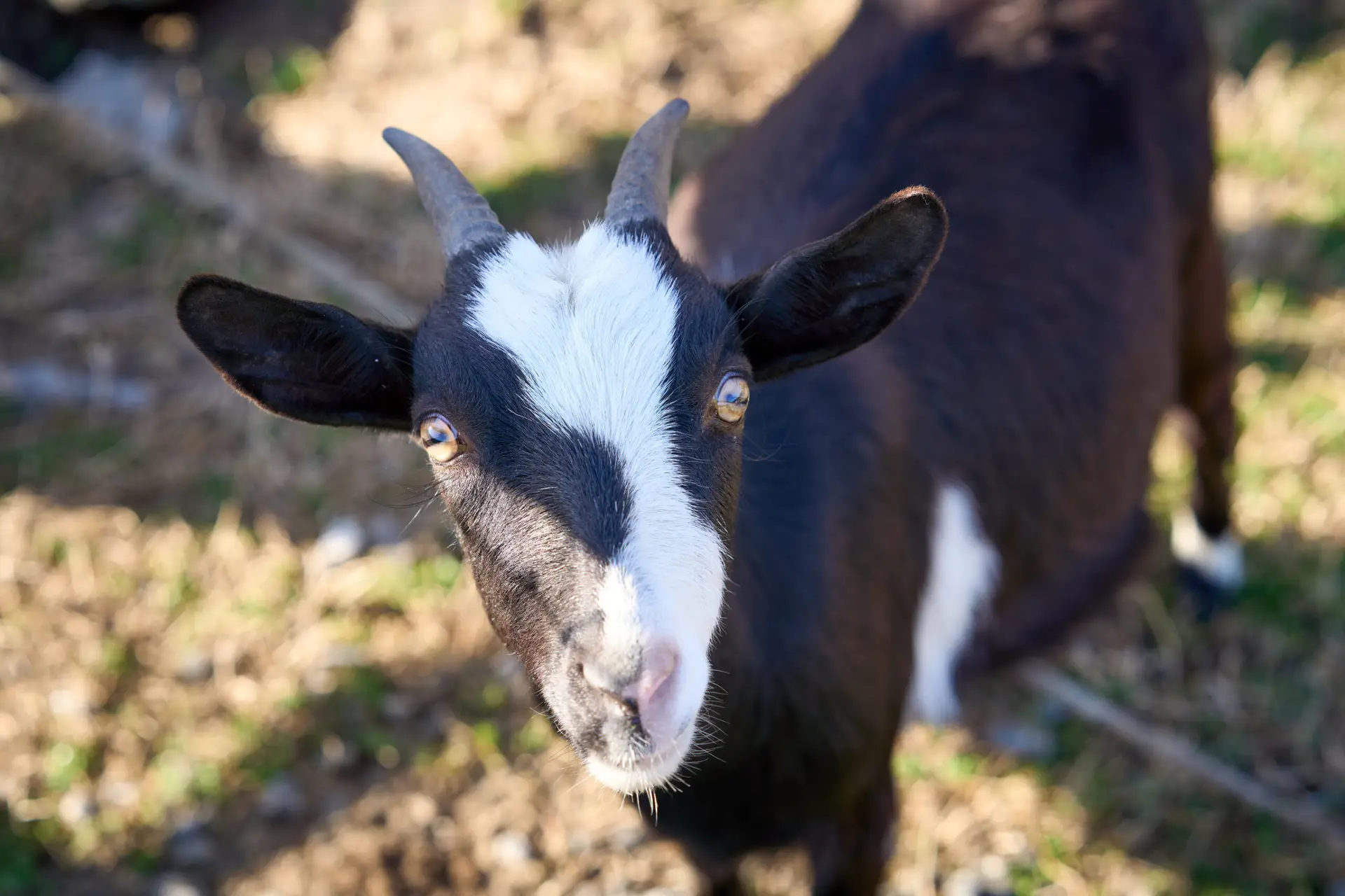 Erik bello photography. baby shower review. petting zoo