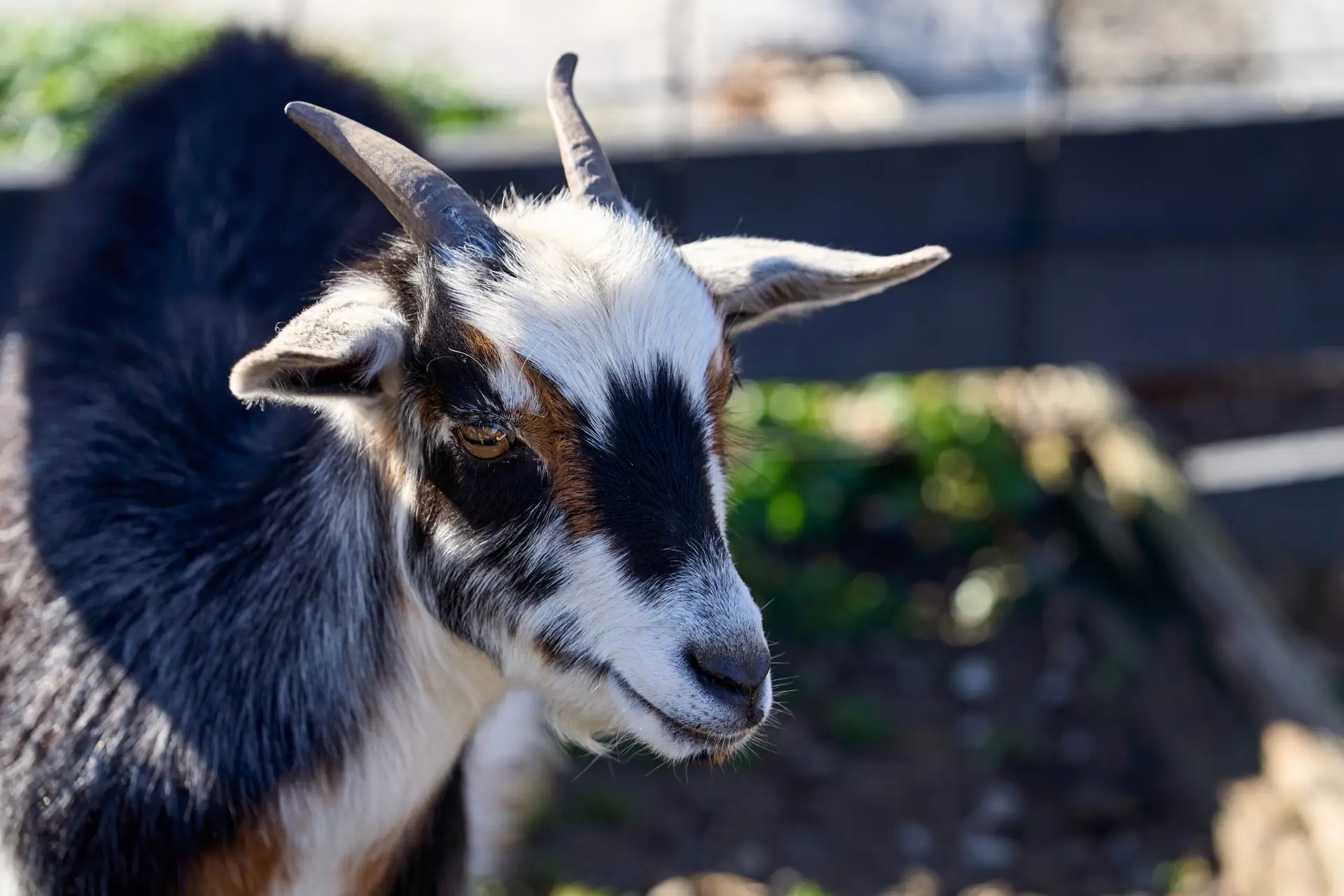 Erik bello photography. petting zoo dacula ga